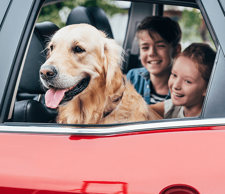 5 Prácticos consejos para viajar con mascotas en tu SUV o Sedán GAC motor